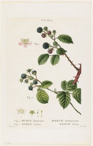 Bramble frutescente。蓝莓，来自Traits des Arbres et Fruitiers，1801-19（点画雕刻） 作者 Pancrace贝萨